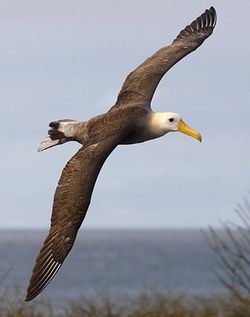 albatross for Cindy Yantis