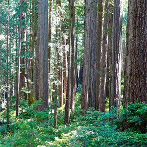 josh-redwoods-crop